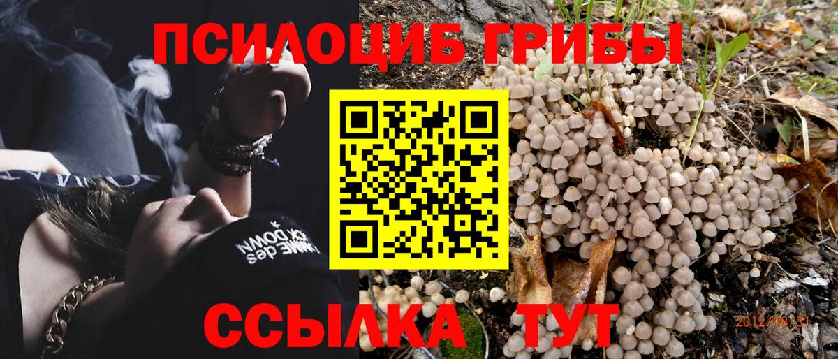 Ачхой-Мартан  Псилоцибиновые грибы Psilocybine cubensis  Вход с VPN  Псилоцибиновые грибы мухоморы 